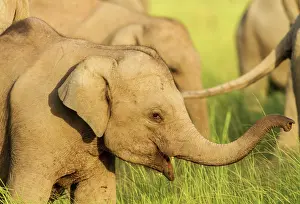 Indicus: 80184687 Indian / Asian Elephant - young Corbett