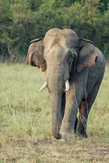 Indicus: 80184688 Indian / Asian Elephant - tusker Corbett