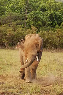 Indicus: 80184689 Indian / Asian Elephant - in musth taking