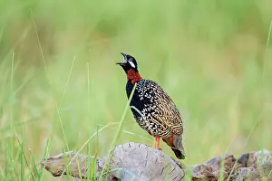 Partridge: 80184690 Black Francolin - calling Corbett National