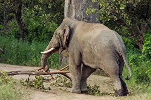 Lifting: 80184691 Indian / Asian Elephant - male lifting