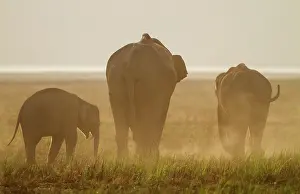 Indicus: 80184692 Indian / Asian Elephant Corbett National