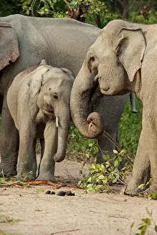 Indicus: 80184693 Indian / Asian Elephant - with calf Corbett