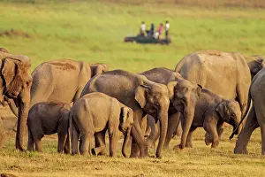 Indicus: 80184694 Indian / Asian Elephant - with tourists