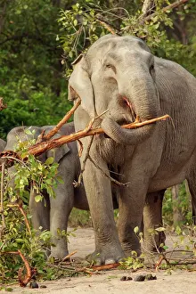Breaking: 80184695 Indian / Asian Elephant - breaking tree