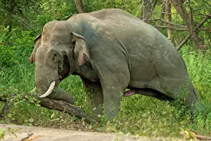 Breaking: 80184696 Indian / Asian Elephant - breaking tree