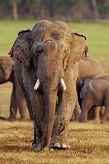 Plane: 80184697 Indian / Asian Elephant Corbett National