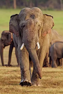 Plane: 80184698 Indian / Asian Elephant Corbett National