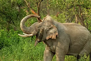 Breaking: 80184699 Indian / Asian Elephant - breaking tree