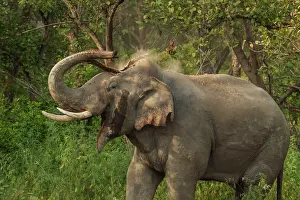 Breaking: 80184700 Indian / Asian Elephant - breaking tree