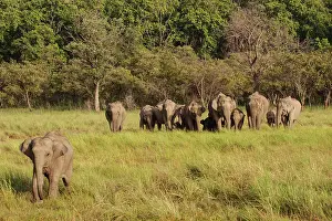 Indicus: 80184701 Indian / Asian Elephant - herd in Dhikala