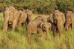Indicus: 80184702 Indian / Asian Elephant - herd in Dhikala