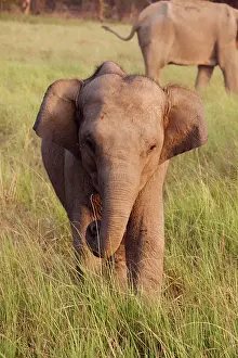 Indicus: 80184703 Indian / Asian Elephant - young Corbett