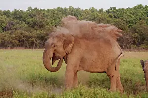 Indicus: 80184704 Indian / Asian Elephant - taking dust bath
