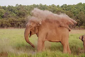 Indicus: 80184705 Indian / Asian Elephant - taking dust bath