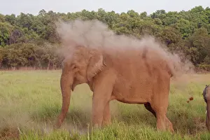 Indicus: 80184706 Indian / Asian Elephant - taking dust bath
