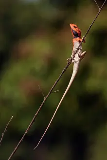 Uttaranchal: 80184707 Chameleon Corbett National Park, India