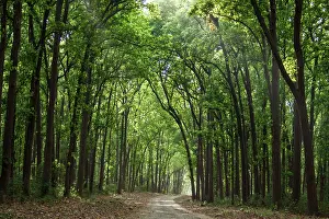Uttaranchal: 80184708 Track / Road - through trees Corbett National