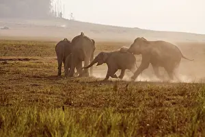Chasing: 80184709 Indian / Asian Elephant - young playing