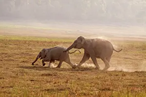 Chasing: 80184710 Indian / Asian Elephant - young playing