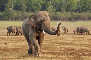 Plane: 80184711 Indian / Asian Elephant - tusker moving