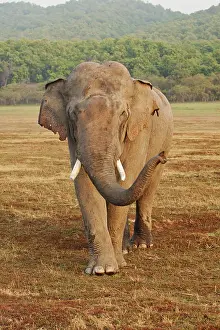 Plane: 80184712 Indian / Asian Elephant - tusker in musth
