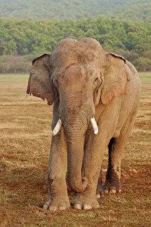 Plane: 80184713 Indian / Asian Elephant - tusker in musth