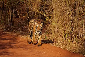 Royal: 80184714 Royal Bengal Tiger - in bamboo forest Tadoba
