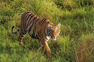 Royal: 80184715 Royal Bengal Tiger Tadoba Andheri Tiger