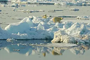 Pack: 80184745 Polar Bear - sow with cub on pack ice Svalbard