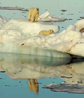Pack: 80184746 Polar Bear - sow with cub on pack ice Svalbard