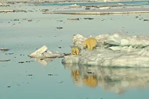 Pack: 80184747 Polar Bear - sow with cub on pack ice Svalbard