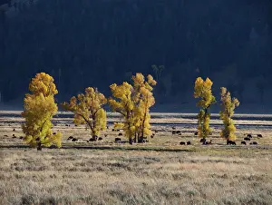 Bison: 80184759 Bison - herd Lamar Valley, Yellowstone