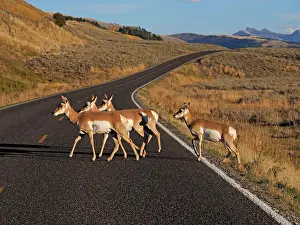 Pronghorn: 80184760 Pronghorn Antelope - group of females crossing