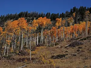 Bridger: 80184770 Aspen trees in autumn colour Bridger-Teton