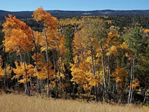 Bridger: 80184771 Aspen trees in autumn colour Bridger-Teton