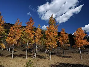 Bridger: 80184772 Aspen trees in autumn colour Bridger-Teton