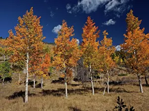 Bridger: 80184773 Aspen trees in autumn colour Bridger-Teton