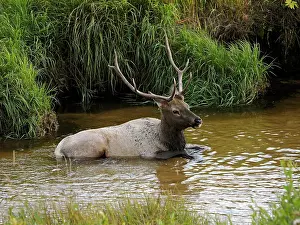 Wapiti: 80184775 Elk - bull lying in river Rocky mountain