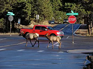 Wapiti: 80184776 Elk - cow and calf crossing street in town