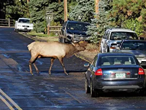 Wapiti: 80184777 Elk - rutting bull crossing street in town