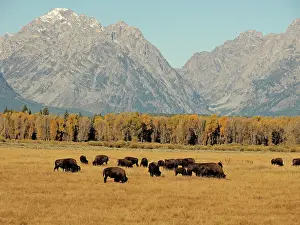 Teton: 80184780 Bison - herd with mountains in behind Grand