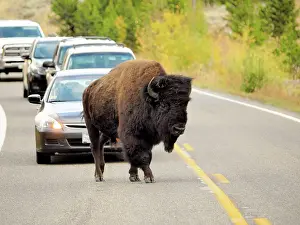 Bison: 80184781 Bison - bull crossing road Yellostone National