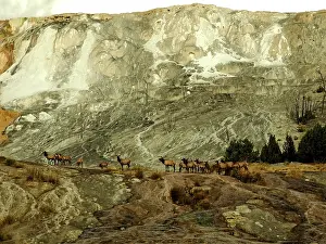 Mammoth: 80184783 Elk - herd at Mammoth Hot Springs Yellowstone