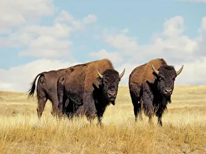 Bison: 80184784 Bison - cows Yellostone National Park