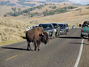 Bison: 80184785 Bison - cow crossing road Yellostone National