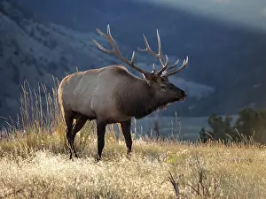 Wapiti: 80184786 Elk - bull in rut season Yellowstone National