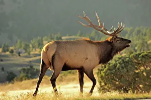 Wapiti: 80184787 Elk - bull in rut season Yellowstone National