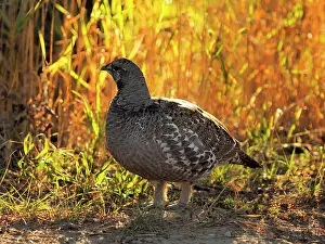 Ruffed: 80184788 Ruffed Grouse - in autumn light Yellowsone