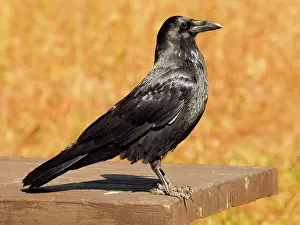 Picnic: 80184791 Common Raven - sitting on picnic table